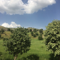Salwa Barzani