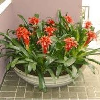 Ronaldo Barbosa de Oliveira