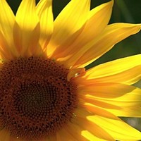 Bette Simon Brassfield