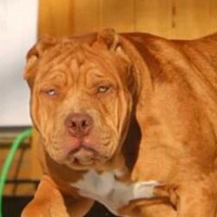 Thabo Godfather Maduna