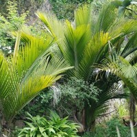 emmanuelle dautriche