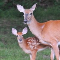 Francoise Macomber Ph.D.