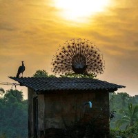 Sujith Chandran