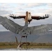 Marcos Alonso Falcon de g