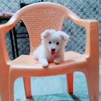 Jami Ammu