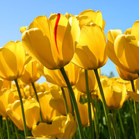 Prashant Vb