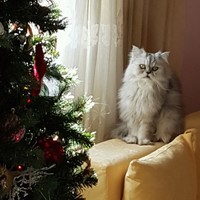 Leonidas Lesakis