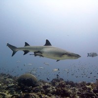 trigger fish