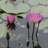 王万美