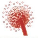 National Reference Medical Mycology Laboratory