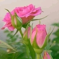 Amit Singh