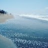 Deniss Lopez
