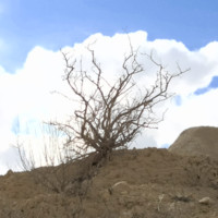 Rephael Shohat