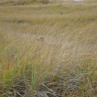 Scott Hauge