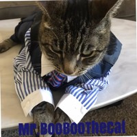 Mr. BooBoo The Cat Griffin