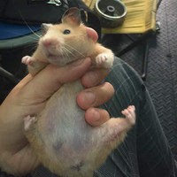 P B