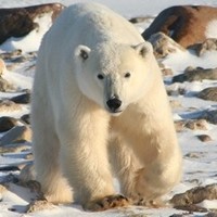 Bear Witness Arctic Expedition