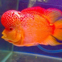BOPPECHDANICA PKAY