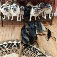 Pug Party Plus One