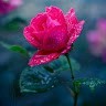 Vijay Kumar