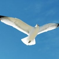 Livingston Research