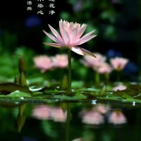 方海金