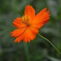 汪红英