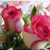 نیدقخ یهیایاق