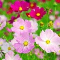 花开无
