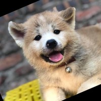 Thú cưng nhà Gạo