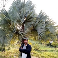 Balkrishna Acharya