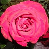 Marjorie Del valle Sosa Indriago