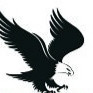 New eagle