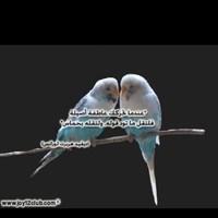 د. عائشة علي باوزير