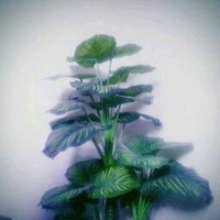 SHAME SUDDIN AL AZAD