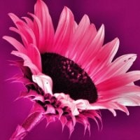 Tanja Cathrin Liebig