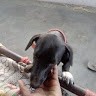 Velu Baby