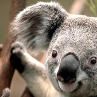 肖怀东