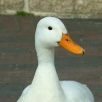 Duck Coincoin
