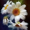 Debby Groce