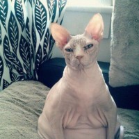 Jojo Poulet
