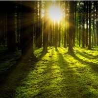 Ninfa Silveira Amoedo