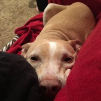 Karyn Morse Jentzsch