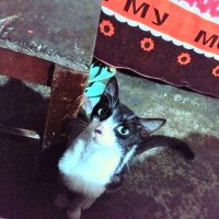 Jose Gabriel David borga