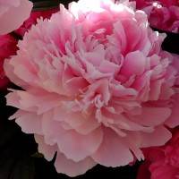 Eglantine d'Hauteville-M