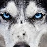 The Wise Wolf