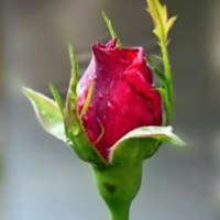 عبدالله زواق