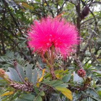 Jacqueline Garces Camargo