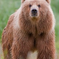 Richard The Bear