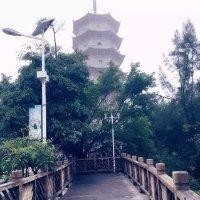 林招新